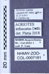 Etiketten zu Agriotes infuscatus (Desbrochers de Loges, 1870) (NHMW-ZOO-COL-0007181)